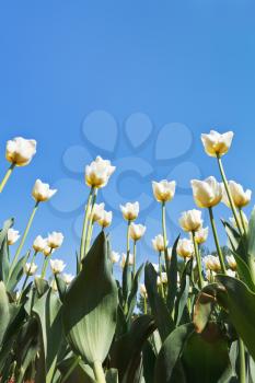 view from below of ornamental white tulips on flowerbed on blue sky background