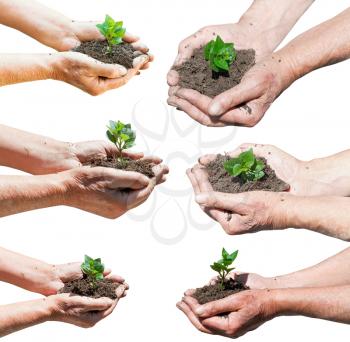 set of farmer hands with soil and green sprout isolated on white background