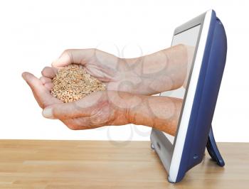 peasant hands holding handful of grains leads out TV screen isolated on white background