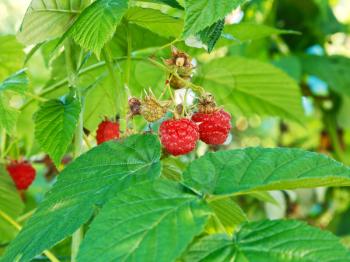 red raspberry berries in green leaves in garden in summer