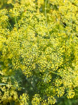 above view of yellow flowers on blossoming dill in garden in summer