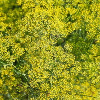 above view of blossoming dill herbs in garden in summer