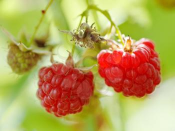 two ripe red raspberry berries close up in green leaves in garden in summer
