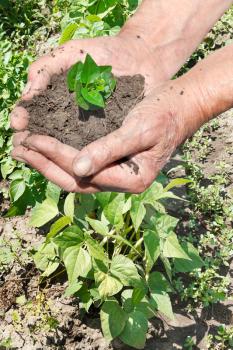 old man hands with handful soil with green sprout on garden background