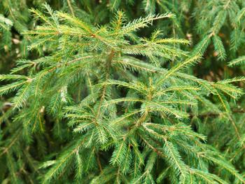 green spruce tree branch in forest close up