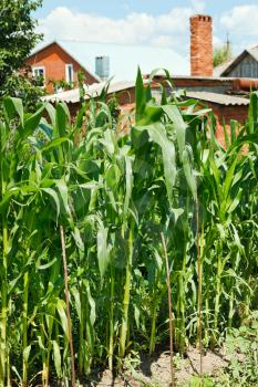 corn planting in garden in village backyard in summer day