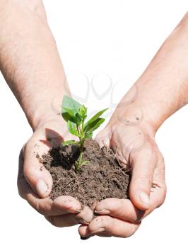 male handful with soil and green sprout isolated on white background