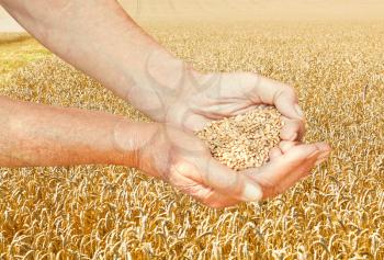 rustic worker hands hold handful with seeds on wheat field background
