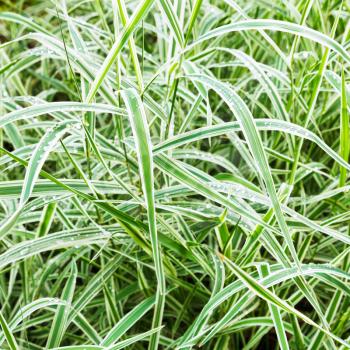 wet green blades of Carex morrowii Variegata decorative grass after rain