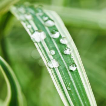 raindrops on green blades of carex morrowii variegata close up