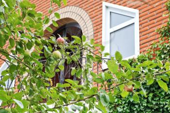 apple tree sprigs with ripe fruit in front of new country house