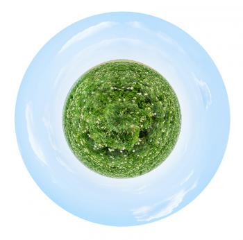 little planet - spherical view of agricultural green field of blossoming potato plant in France isolated on white background