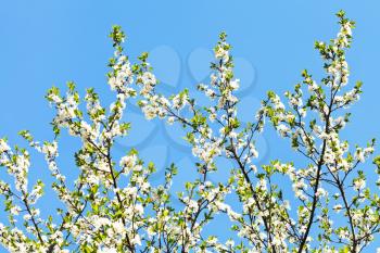 many sprigs of cherry blossoms on blue sky background