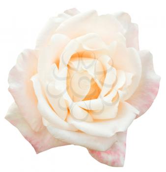 white and pink fresh rose flower close up isolated on white background