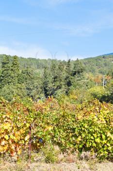 vineyard on hill slope in Massandra region of Crimea in autumn