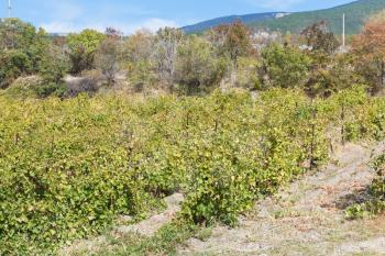vineyard in Massandra district of Crimea in autumn