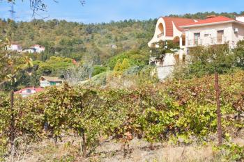 vineyard in village in Massandra region of Crimea