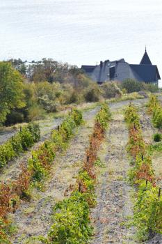 view of vineyard in Massandra district and Black Sea, Crimea