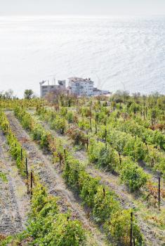 view of vineyard in Massandra region and Black Sea, Crimea