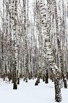 white birch trunks in snow covered forest