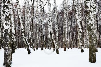 snowy birch forest in cold winter day