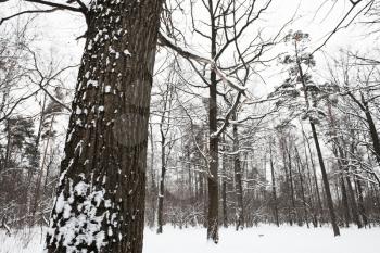 snow covered oak tree on the edge of winter forest