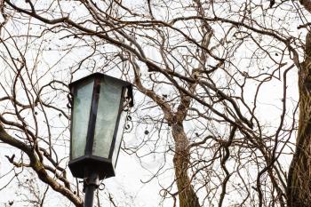 outdoor lamp between tree branches in urban park in early spring day