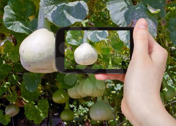 travel concept - tourist taking photo of bottle gourds on vine on mobile gadget