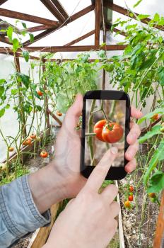 travel concept - tourist takes picture of ripe red tomato plant inside of greenhouse on smartphone,