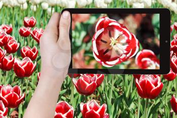 photographing flower concept - tourist takes picture of red tulip flower close up on smartphone,