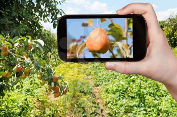 travel concept - tourist takes picture of ripe yellow and red pear on tree in fruit orchard on smartphone,