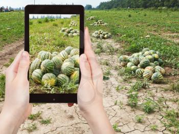 travel concept - tourist takes picture of harvesting of ripe watermelons on melon field in summer on smartphone,