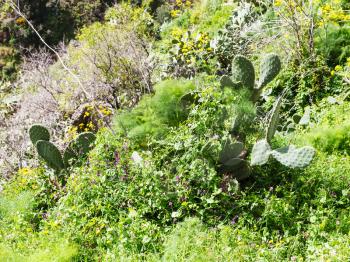 green grass, opuntia cactus, wild flowers in Sicily mountain in spring