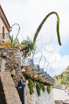 decorative agave flowers and Opuntia cactus in flower beds near house in Savoca village, Sicily in spring