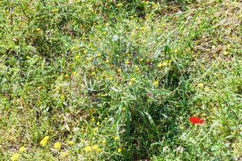 wild poppies and dandelions flowers in Sicily mountain in spring