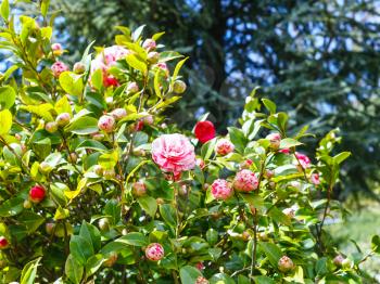 pink and white flowers on camellia bush in spring, Sicily