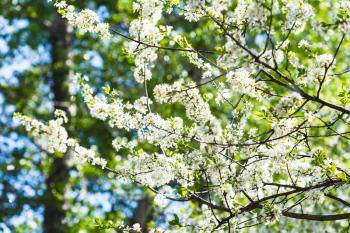 flowering cherry tree in sunny spring day