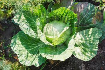 organic ripe cabbage on garden bed in summer
