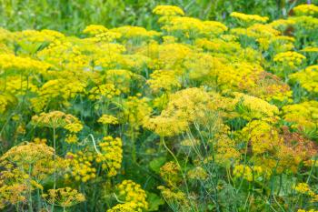 natural summer background - yellow flowers on blossoming dill herb in garden