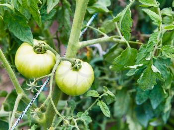 two green tomatoes on bush on plantation