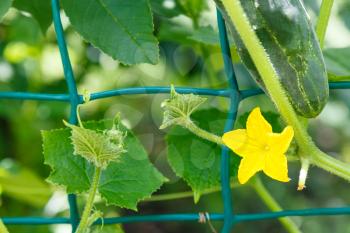 yellow flower and ripe cucumber close up in garden