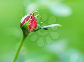 red rose bud outdoors on blurred green background