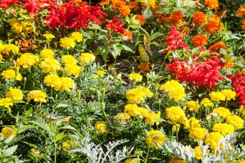 yellow, orange, red dianthus flowers on green flowerbed in summer