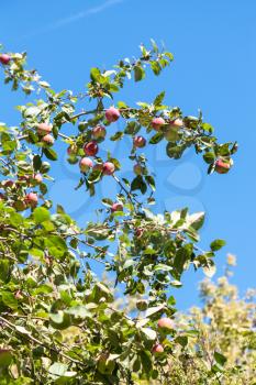 green twigs with ripe red malus apple and blue sky background in forest in summer