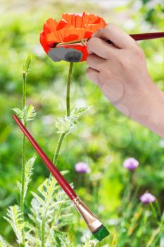 nature concept - hand with paintbrush paints red poppy flower and green leaves at meadow