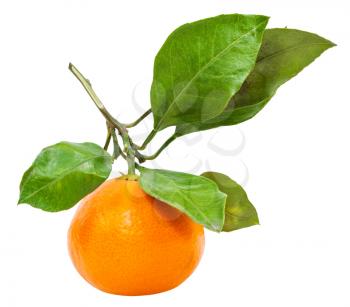 twig with one fresh ripe abkhazian tangerine isolated on white background