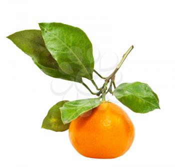 twig with one fresh ripe abkhazian mandarin isolated on white background