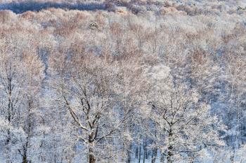 snow covered oak trees in snow forest in winter season