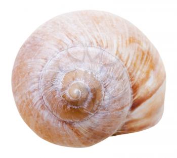 spiral mollusc shell of gastropoda snail isolated on white background