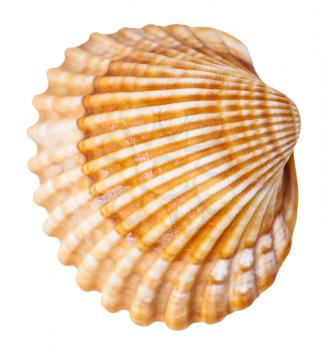 clam mollusk shell isolated on white background